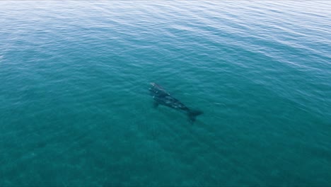 Mother-and-baby-Whales-Swimming-peacefully-in-shallow-clear-waters---Aerial-Orbital-Shot