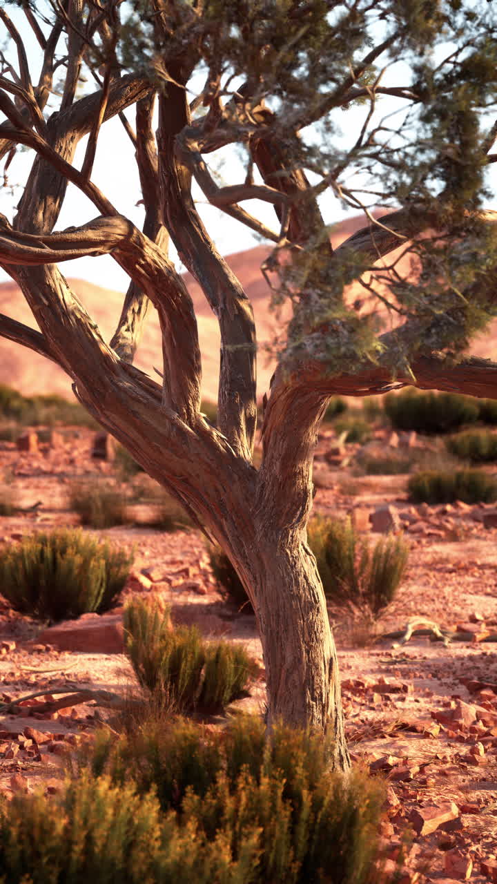 árbol solitario de pie en el desierto de nevada