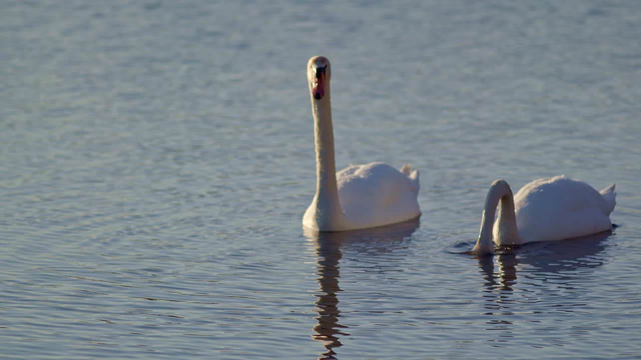 Slow-motion footage of swans feeding in the early morning light.