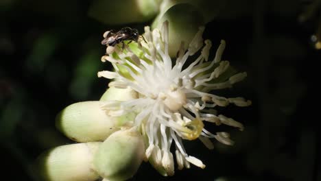 Bee-Crawling-And-Pollinating-Beautiful-Tovomita-Flower-In-Bloom
