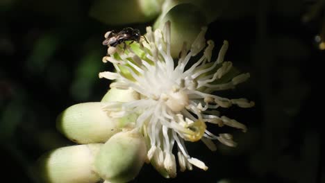 Abeja-Arrastrándose-Y-Polinizando-Hermosa-Flor-De-Tovomita-En-Flor