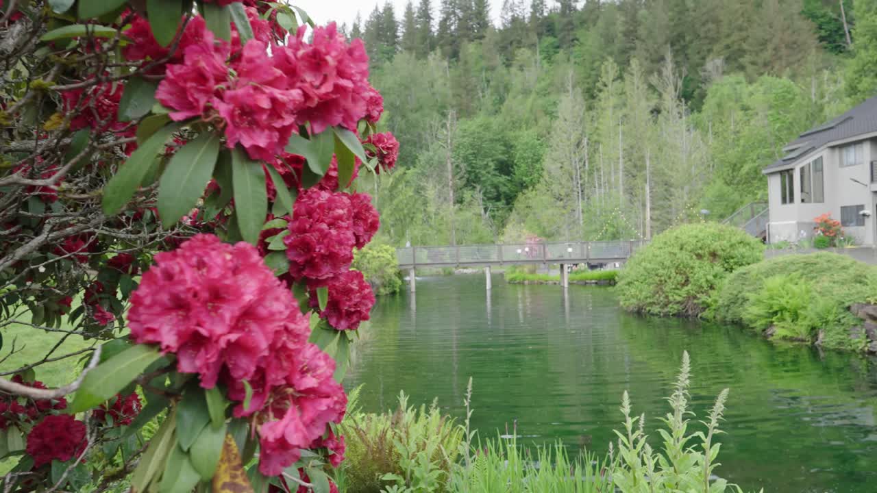 슬로우 모션의 분홍 진달래 꽃과 글꼴