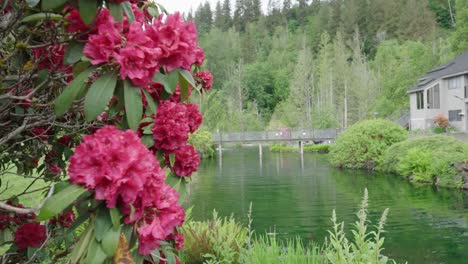 fiori di azalea rosa e carattere al rallentatore