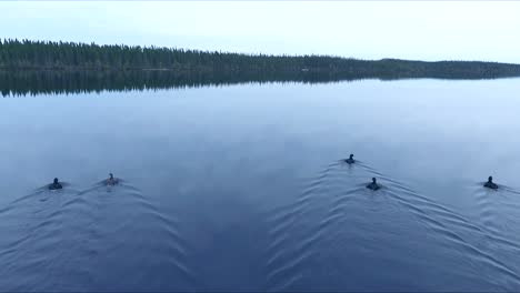 five wild black ducks swim on a calm lake in quebec, canada