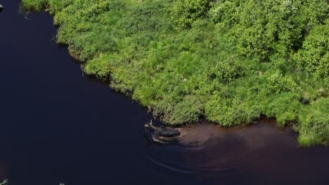 Moose-wading-in-river-bank-traversing-water-Slow-motion-Aerial