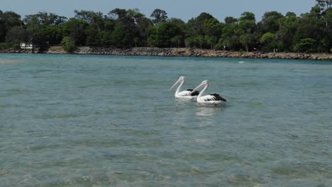 Drone-Volando-Alrededor-De-Un-Par-De-Pelícanos-En-Aguas-De-Noosa-Heads,-Queensland-En-Australia