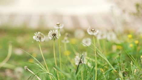 Beautiful-flower-from-a-french-village-garden