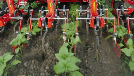 tractor removes weeds from rows of sunflowers