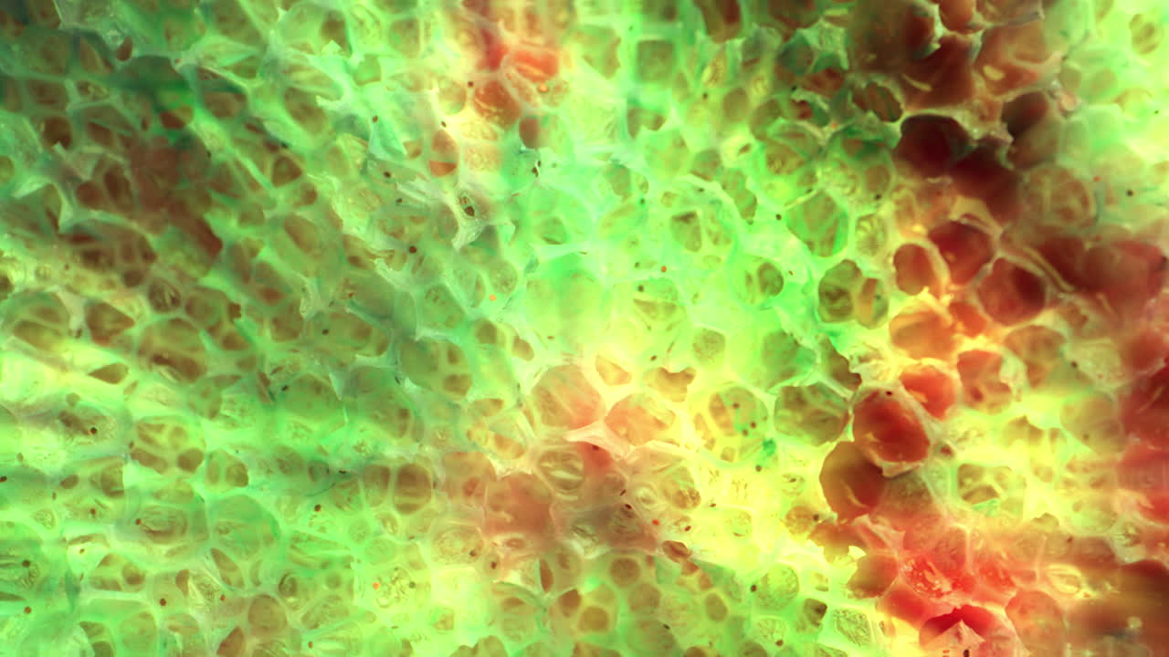 추상적인 세포 구조