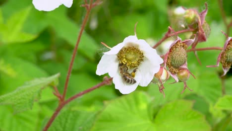 closeup of honeybee gathering pollen from wild thimbleberry blossom