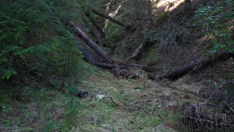 Moving-through-a-green-mountain-ravine-full-of-grass-and-ferns