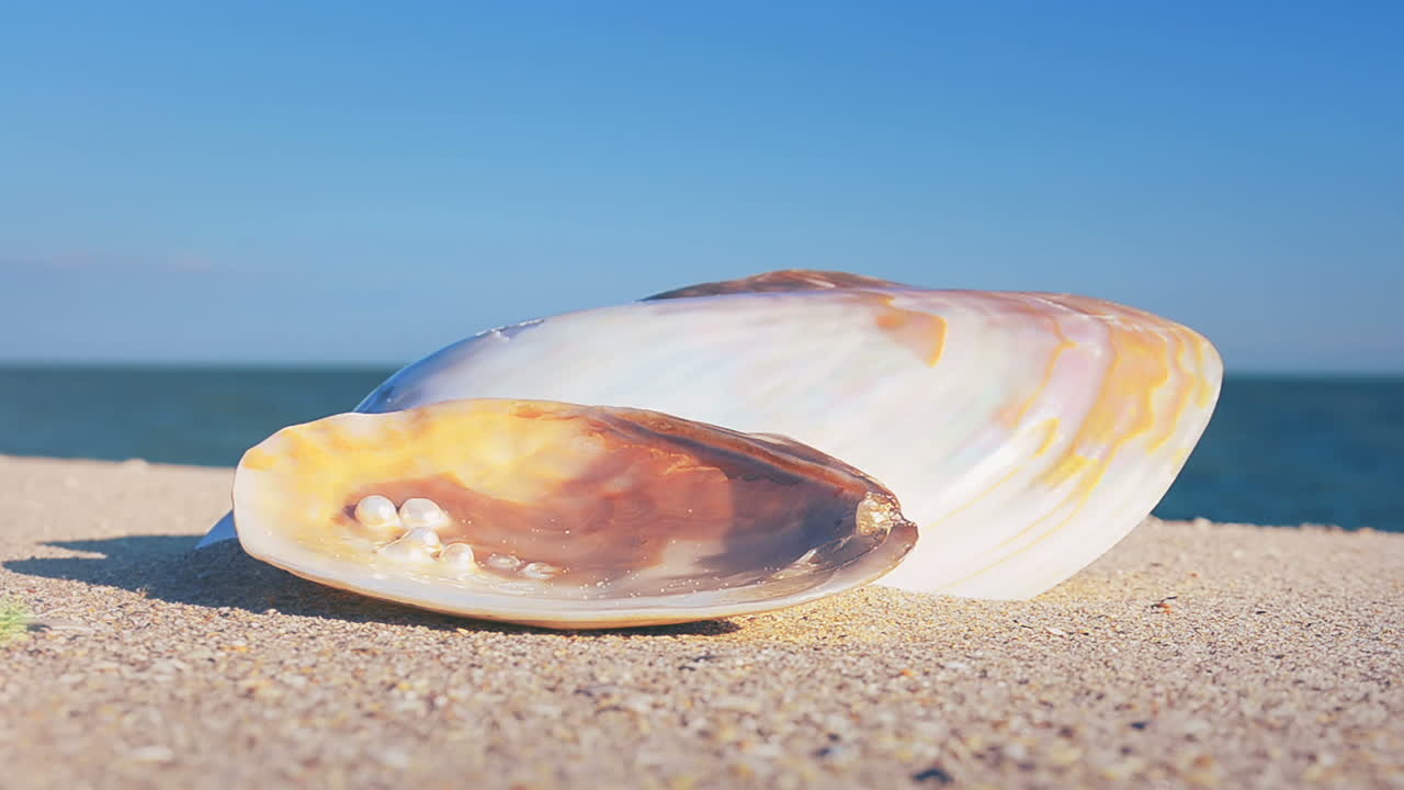 Cockleshells on sand against the background of waves. Shooting on the beach