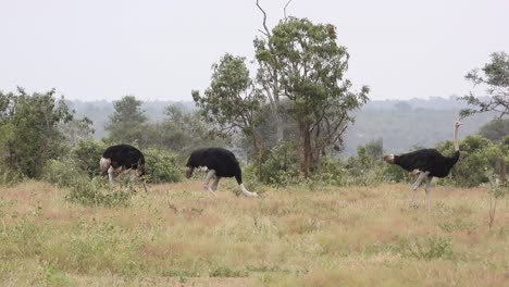 Tres-Avestruces-Machos-Forrajeando-Juntos-En-Arbustos-Africanos,-Parque-Nacional-Kruger