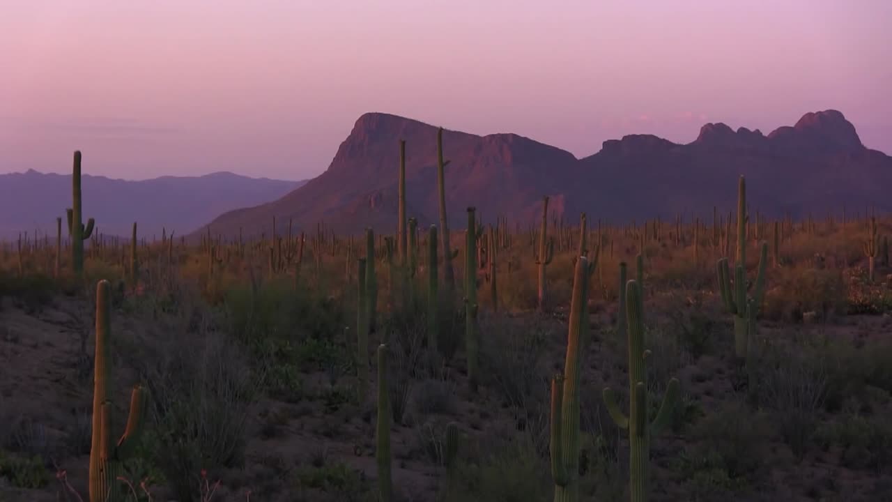 cae la noche en el parque nacional saguaro en arizona