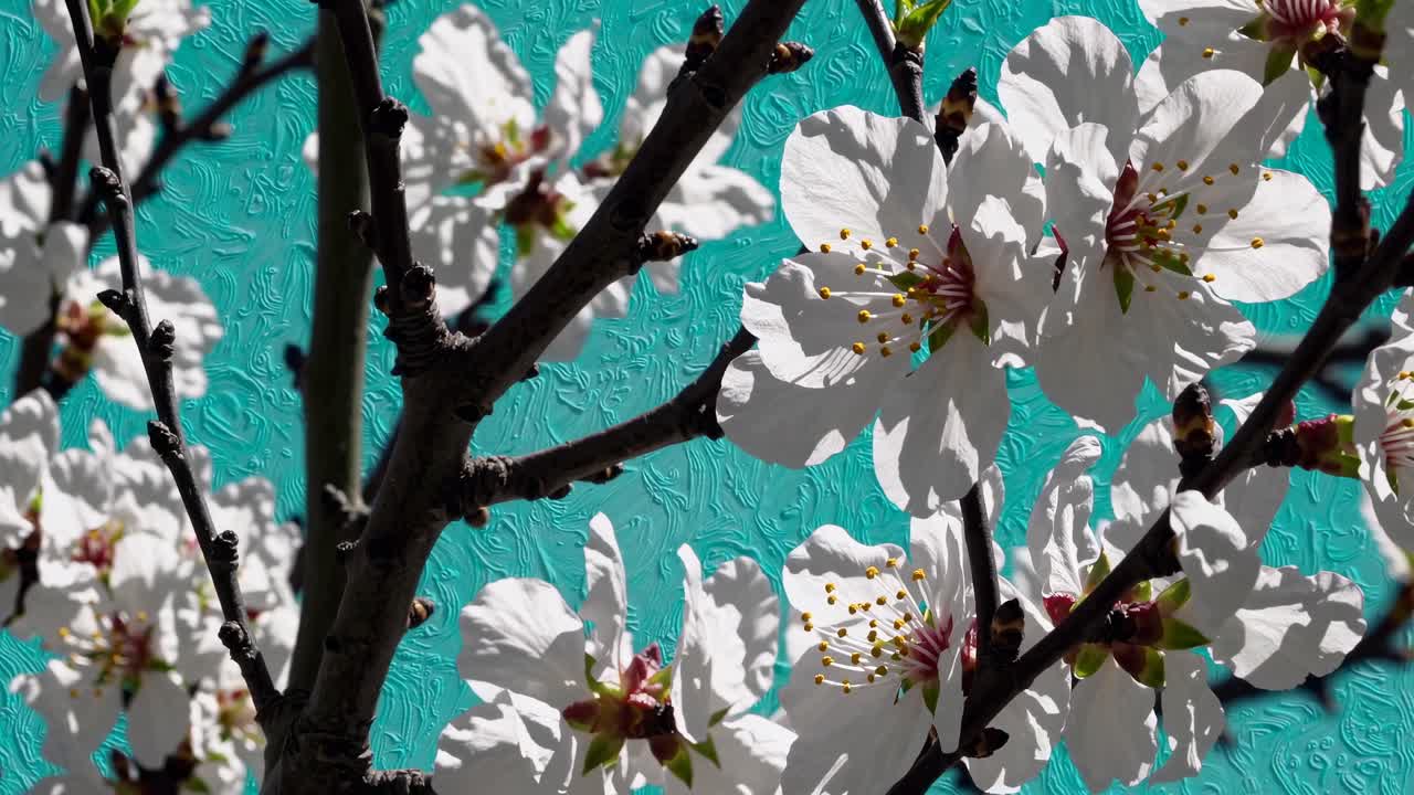 Angolazione della camera ravvicinata di fiori di mandorlo su uno sfondo turchese текстурированный
