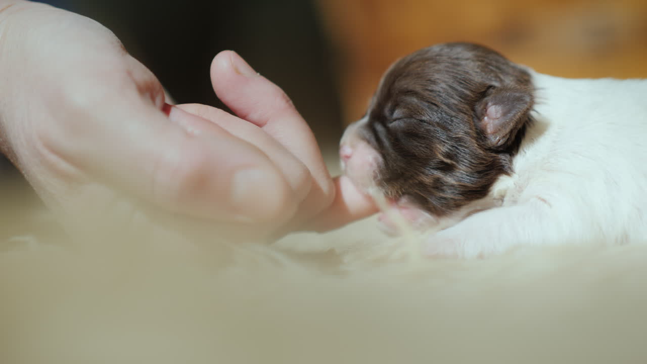 갓 태어난 강아지는 손가락 본능을 빨아먹는다 개념 02