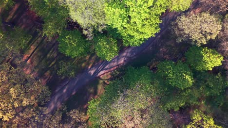 A top down, drone shot over a park on Long Island, NY on a sunny day. The camera boom down above the trees towards a paved walking path below covered with the shadows of the surrounding trees.