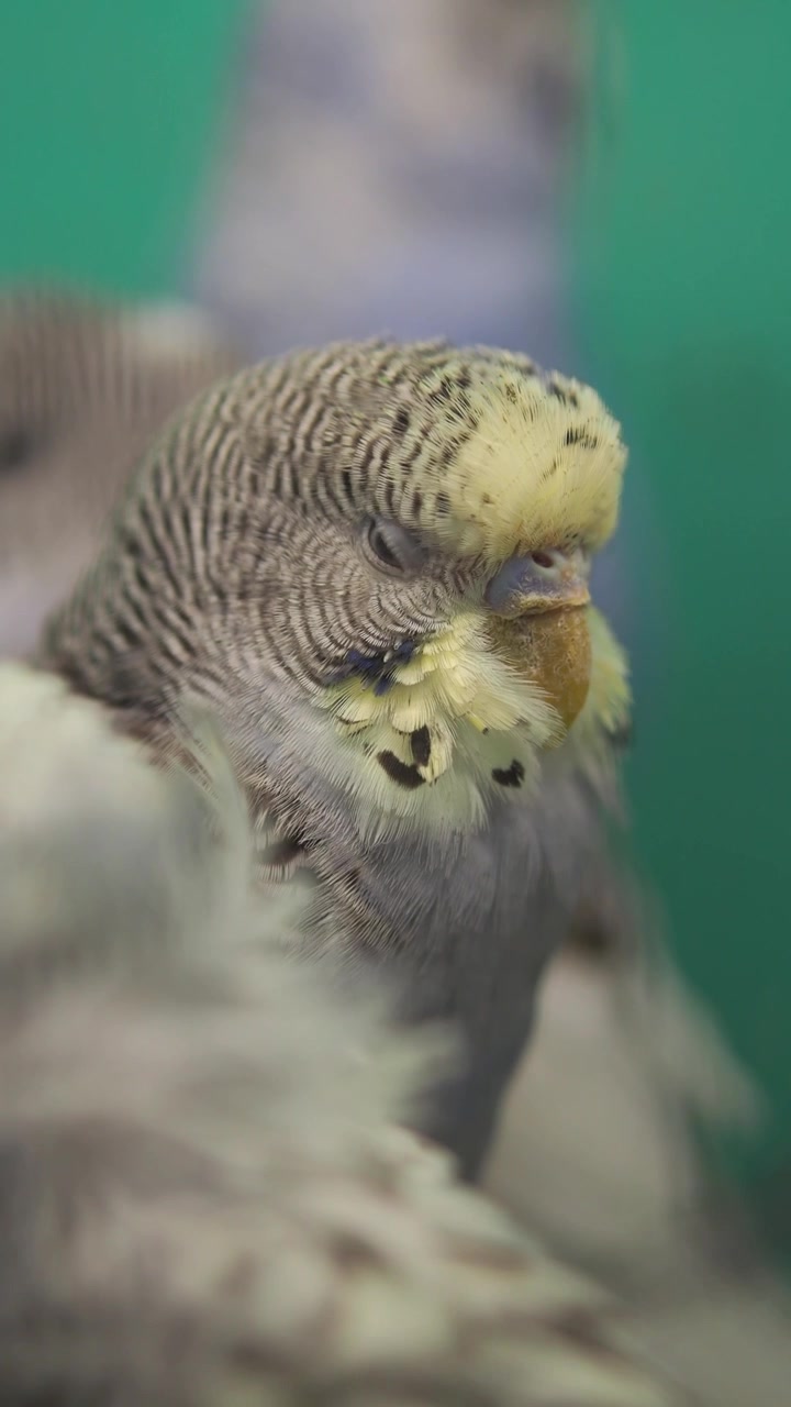 Close-up of a Grey and Yellow Budgerigar Parakeet