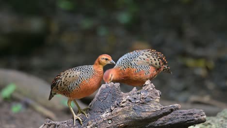 two individuals on the top of this fallen log feeding together, ferruginous partridge caloperdix oculeus, thailand