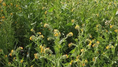 Tilt-Up-Von-Wildblumen-Am-Einfüllstutzen-Zu-Einem-Feld-Mit-Gemischten-Pflanzen-Und-Blumen,-Apache-Wash,-Trailhead,-Sonoran-Preserve,-Phoenix,-Arizona