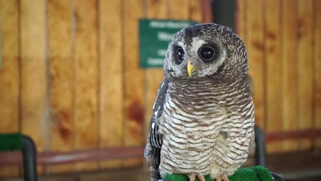 An-owl-perched-on-a-green-covered-pole-looking-around