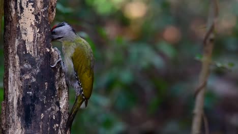 El-Pájaro-Carpintero-De-Cabeza-Gris-También-Se-Llama-Pájaro-Carpintero-De-Cara-Gris-Se-Encuentra-En-Muchos-Parques-Nacionales-En-Tailandia-Y-Es-Muy-Particular-En-La-Elección-De-Su-Hábitat-Para-Que-Prospere