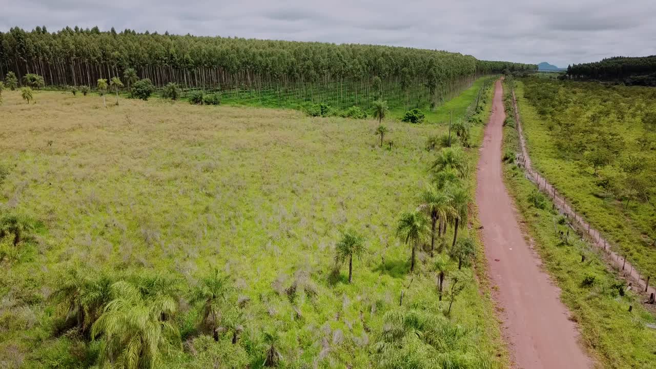 Ripresa aerea con drone che vola sopra una lunga e dritta strada sterrata che divide un vasto prato verde da una fitta piantagione di eucalipti in una zona rurale.