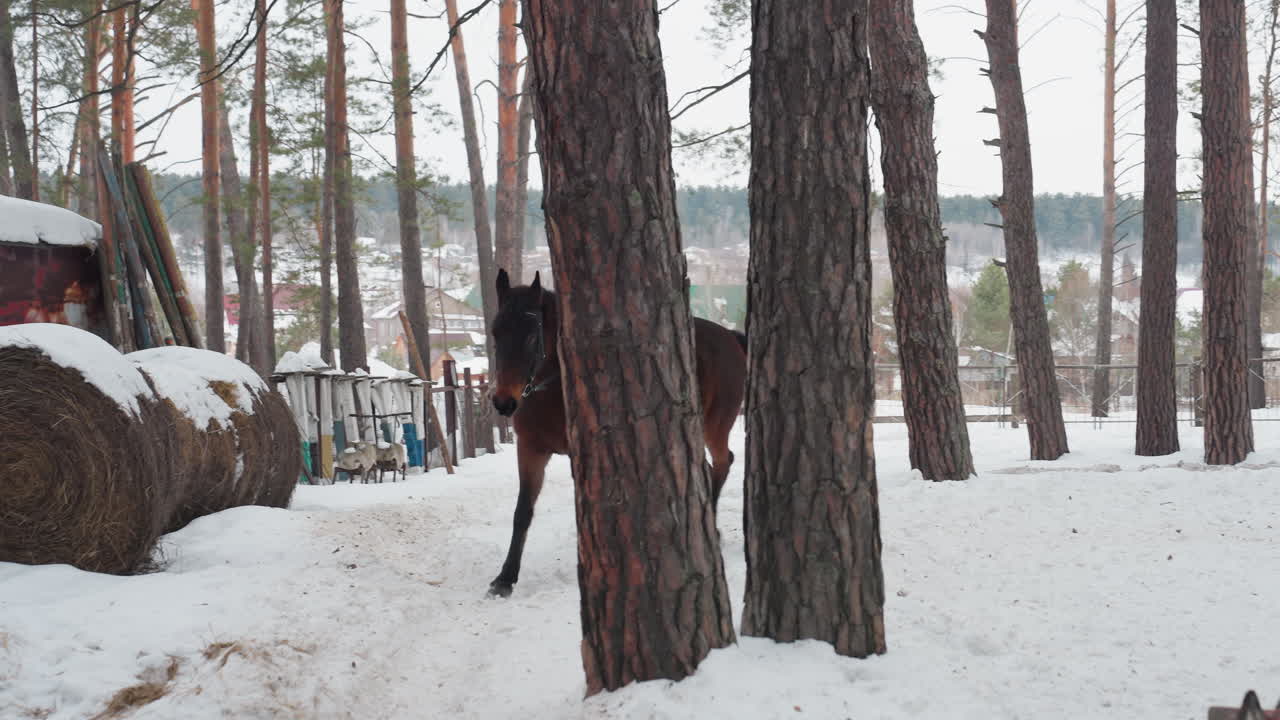 Un jinete guía a su montura por un sendero helado en el bosque; un jinete a caballo recorre un paisaje nevado con calma y firmeza; un jinete a caballo se desliza por un sendero invernal en el bosque con serena compostura.