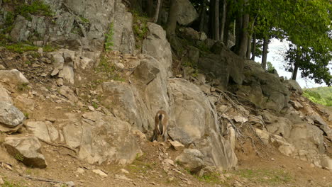 Ziege-Auf-Der-Suche-Nach-Nahrung-Auf-Einem-Felsigen-Hügel-In-Quebec,-Kanada