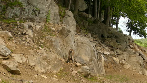 goat searching for food on rocky hill in quebec, canada