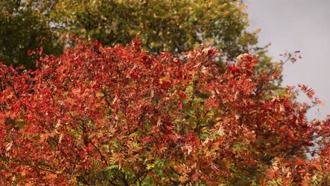 red leaves on an autumn day in inverness, scotland in the highlands