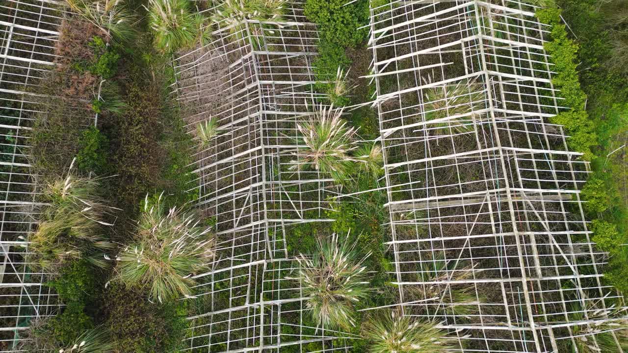 Low overhead detailed shot of derelict overgrown glasshouses in Guernsey showing decline of agriculture