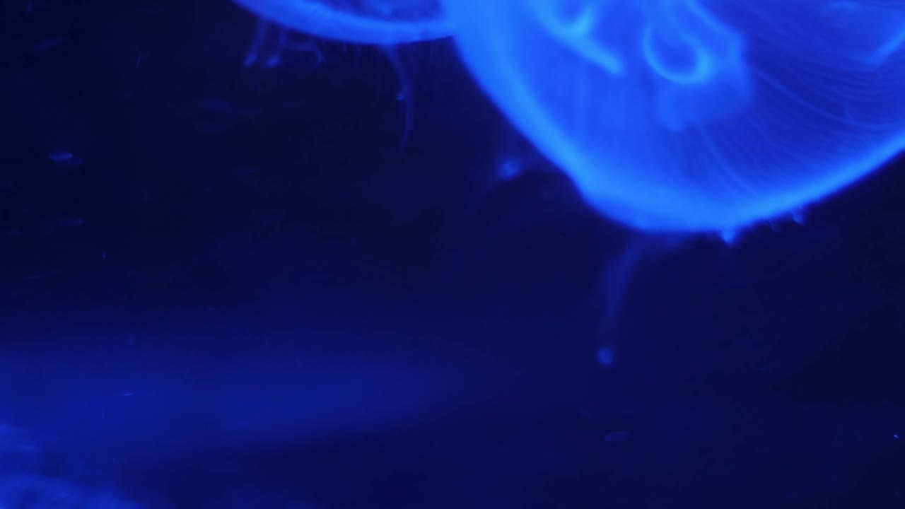 Meduse in un acquario illuminato a colori. 4K