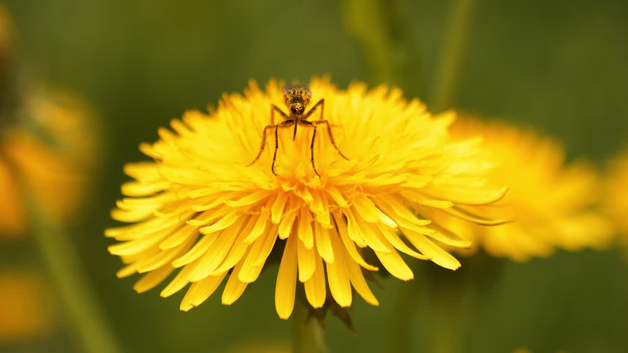 An insect stands with its head facing the camera. Macro shot, close-up. It is perched on a flower and is covered in pollen. Its eyes and proboscis are visible. Nature shot in spring.