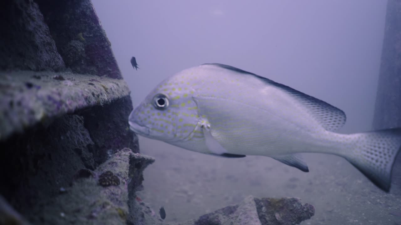Spotted Fish Swims Near Underwater Structure