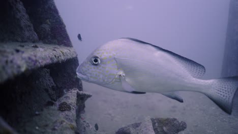 spotted fish swims near underwater structure