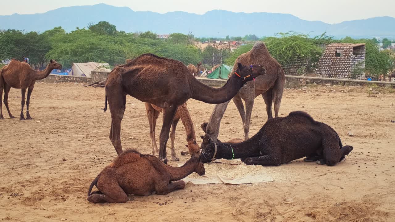 Kameler ved Pushkar mela kamelmessefestival på marken spiser og tygger. Pushkar, Rajasthan, Indien