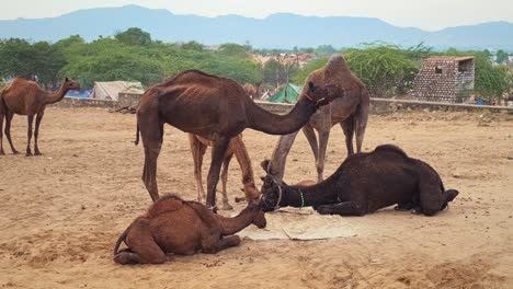 camels at pushkar mela camel fair festival in field eating chewing. pushkar, rajasthan, india