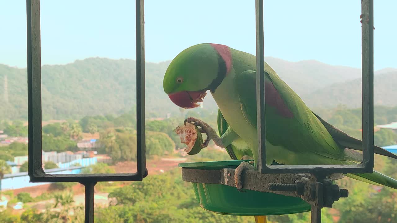TWO PARROTS IN BALCONY EATING  long clip