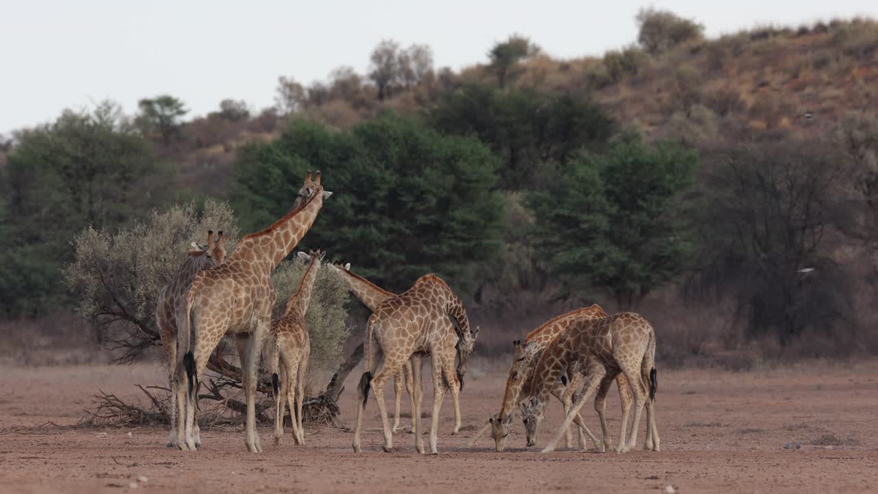 A herd of giraffes drinking at a waterhole in the dry Kgalakgadi Transfrontier Park.