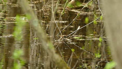 Gelber-Tropischer-Vogel-Auf-Dem-Flussruf