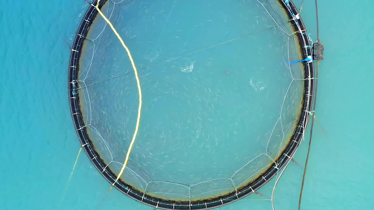 노르웨이에서 연어  ⁇ 시를 하는 공중 촬영