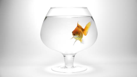 goldfish making a bubble in an aquarium