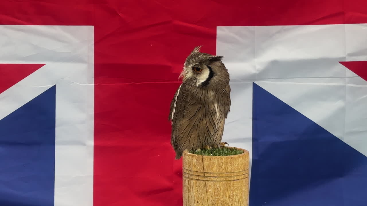 A detailed close-up of an Northern White-faced owl perched on a wooden stand, with a vibrant British flag backdrop. The lighting highlights its feathers, creating a patriotic and serene mood