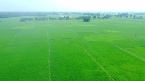 Aerial-view-shot-of-vast-paddy-field