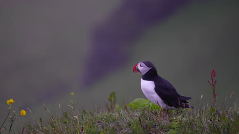 wild puffin bird getting ready to take-off on the coastal mountains