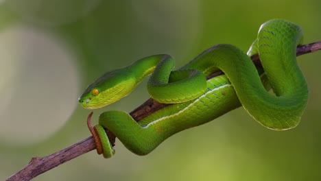 la víbora de labios blancos es una víbora venenosa endémica del sudeste asiático y a menudo se encuentra durante la noche esperando en una rama o rama de un árbol cerca de un cuerpo de agua con muchos alimentos