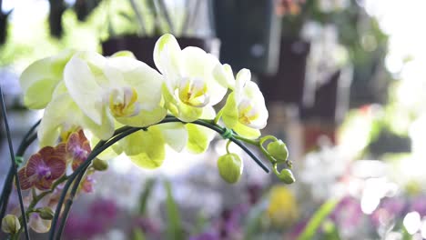 hermosas flores ornamentales de orquídeas blancas en el jardín interior