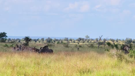 Panoramic-view-of-zebras-in-a-wild-environment