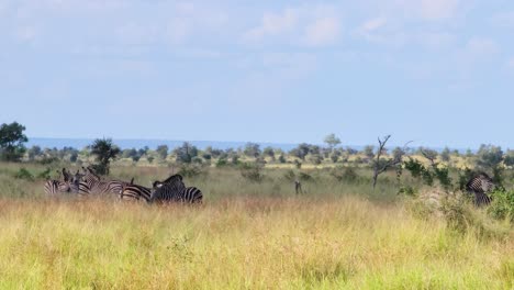 panoramic view of zebras in a wild environment